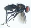 Melanophora roralis